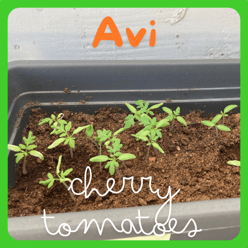 Avi - Cherry Tomatoes